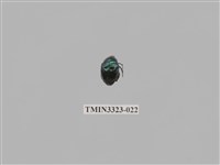 藏品(台灣琉璃豆金龜)的圖片